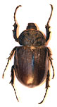 Megasoma janus v. argentina