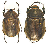 Megasoma joergenseni 