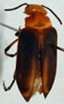  Tetraonyx sp. 2