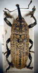  Acrotomopus sp. 2