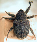  Conotrachelus sp.B1