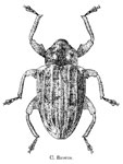  Conotrachelus flavens