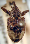  Conotrachelus juglandi