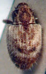  Conotrachelus sp.A1