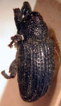  Conotrachelus sp.A19