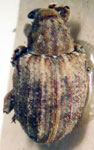  Conotrachelus sp.A28