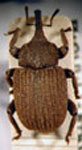  Spermologus sp. 1