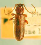 Phymatodes concolor
