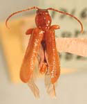 Phymatodes fulgidus