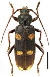 Semanotus japonicus