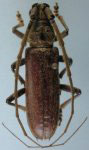 Sphallotrichus  spadiceus (Gahan, 1892: 29)  