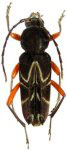 Megacyllene rufofemorata