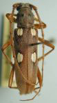 Eburia (Eburia) brevicornis