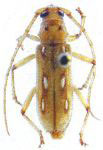 Eburia (Eburia) crinitus