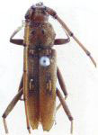  Eburia (Eburia) laticollis