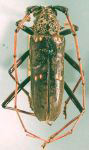  Eburia (Eburia) poricollis