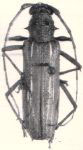  Eburodacrys cunusaia