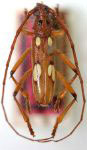  Eburodacrys eurytibialis