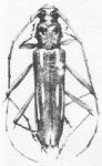  Eburodacrys lancinata