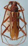  Eburodacrys mancula