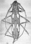  Eburodacrys pinima