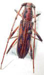  Eburodacrys seminigra