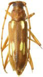  Eburodacrys separata