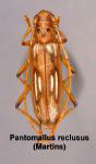  Pantomallus reclusus