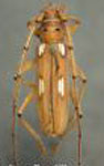  Pantomallus titinga