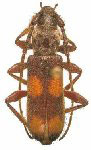 Alicianella quadrimaculata