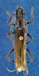 Aneflomorpha delongi