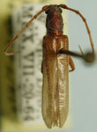 Aneflomorpha ruficollis