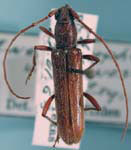 Aneflomorpha unispinosa