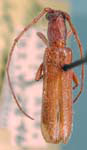 Aneflomorpha werneri