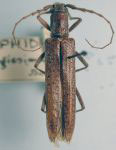 Aneflus longissimus