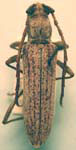 Aneflus sonoranus