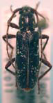 Anelaphus niveivestitus