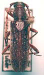 Anelaphus subinermis