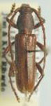 Anopliomorpha antennata