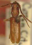 Anoplocurius canotiae