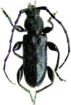 Curtomerus lingafelteri