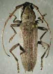 Elaphidion clavis