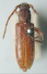 Elaphidion glabriusculum