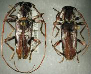 Elaphidion laeve