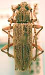 Elaphidion linsleyi