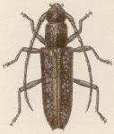 Elaphidion scabricolle