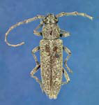 Elaphidion tectum