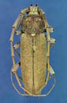 Enaphalodes archboldi