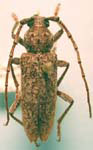 Enaphalodes cortiphagus