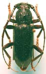 Enaphalodes seminitidus